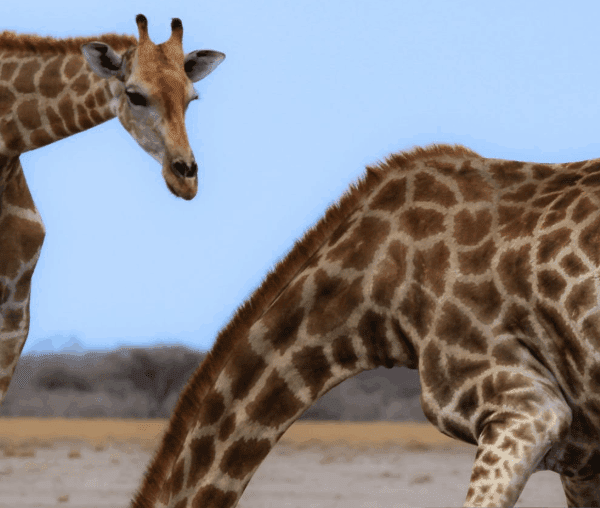 Serengeti vs. Masai Mara safari landscape with wildebeest migration herd