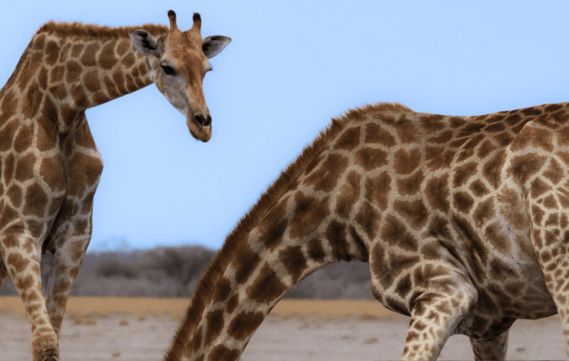 Serengeti vs. Masai Mara safari landscape with wildebeest migration herd