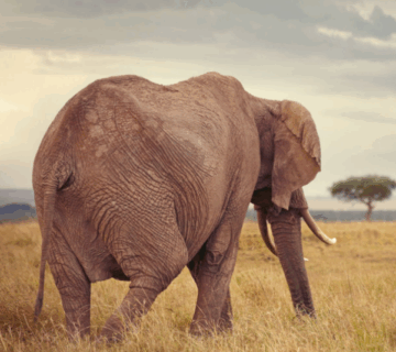 Best Safari Destinations for First Timers in East Africa