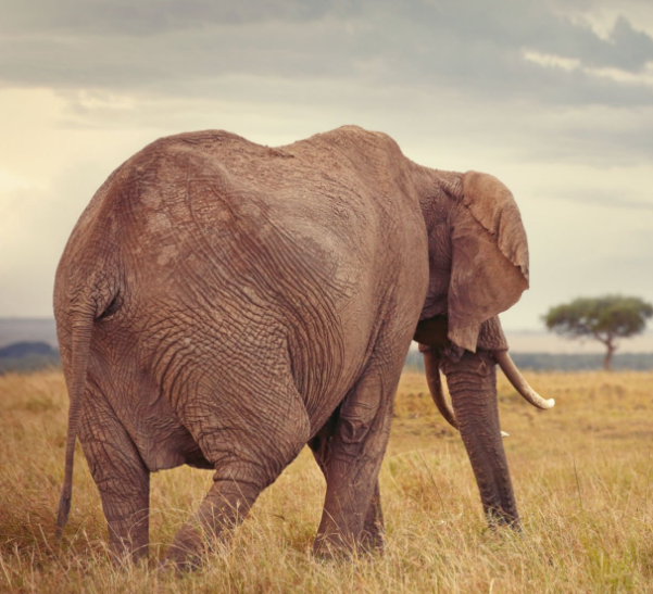 Best Safari Destinations for First-Timers in East Africa