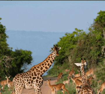 Best Time to Visit Uganda for Safaris: A Guide to Unforgettable Wildlife Adventures