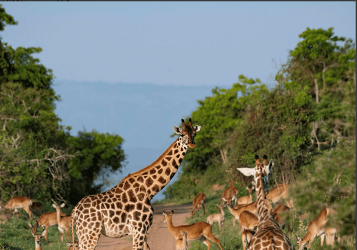 Best Time to Visit Uganda for Safaris: A Guide to Unforgettable Wildlife Adventures
