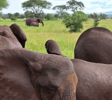 Where to See the Big Five in Tanzania on a Budget
