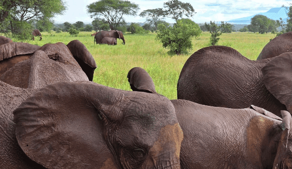 Where to See the Big Five in Tanzania on a Budget