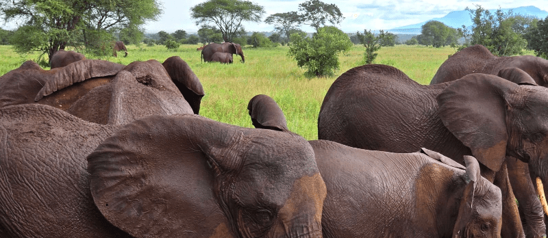 Where to See the Big Five in Tanzania on a Budget