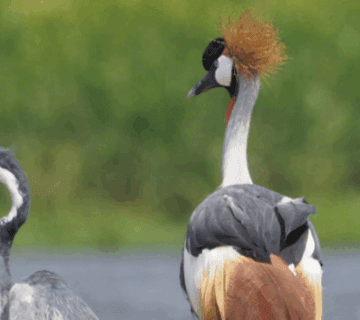 Uganda Birdwatching – Top Spots & Species