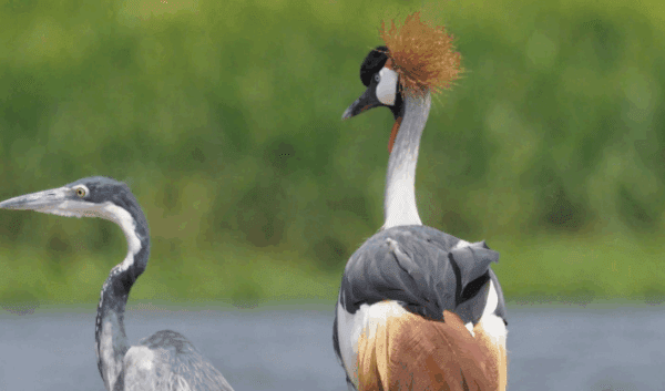 Uganda Birdwatching – Top Spots & Species