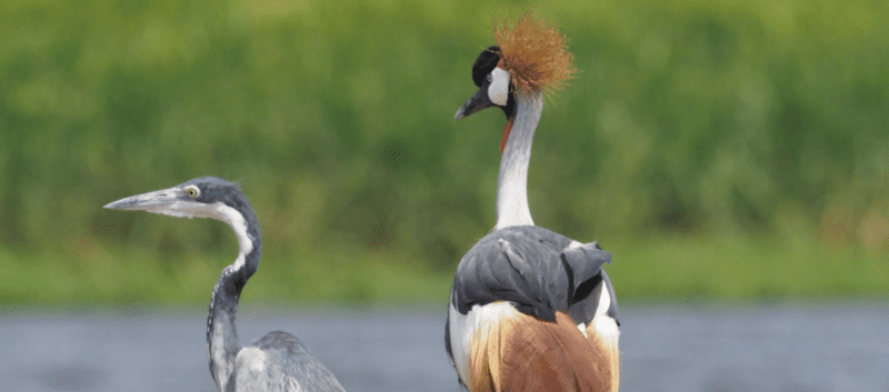 Uganda Birdwatching – Top Spots & Species