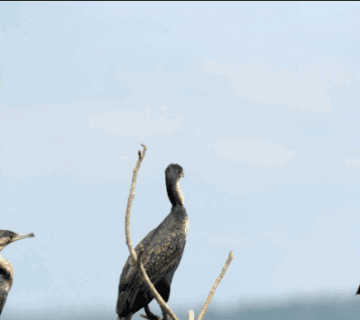 Top 5 Birdwatching Spots in Rwanda: A Journey of Discovery and Inspiration
