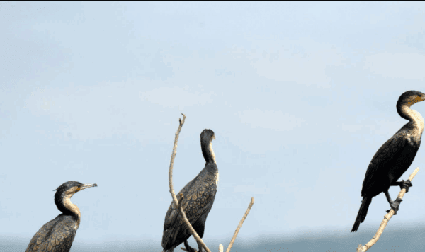 Top 5 Birdwatching Spots in Rwanda: A Journey of Discovery and Inspiration