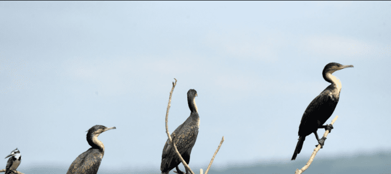 Top 5 Birdwatching Spots in Rwanda: A Journey of Discovery and Inspiration