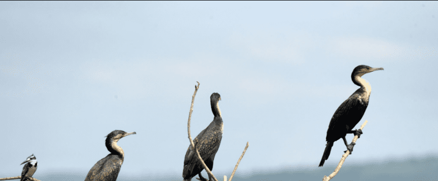 Top 5 Birdwatching Spots in Rwanda: A Journey of Discovery and Inspiration