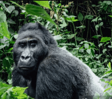 Budget gorilla trekking in Bwindi and Virunga – affordable Uganda & Congo safaris 
