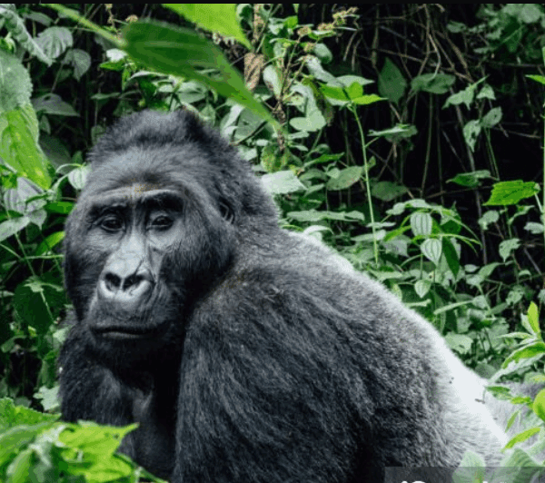 Budget gorilla trekking in Bwindi and Virunga – affordable Uganda & Congo safaris.