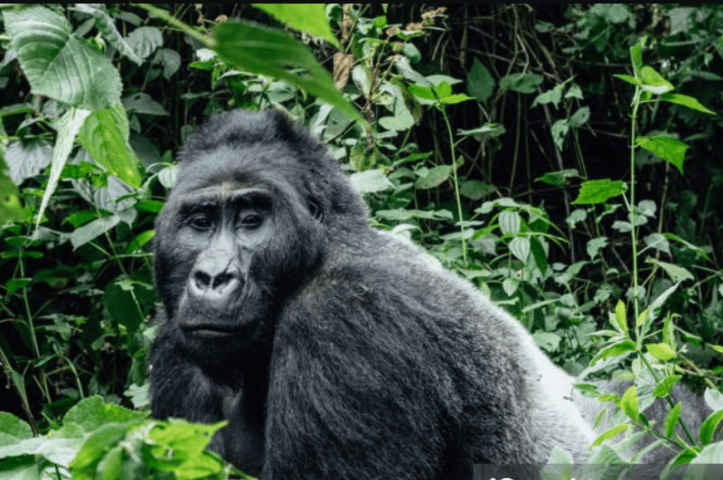 Budget gorilla trekking in Bwindi and Virunga – affordable Uganda & Congo safaris.