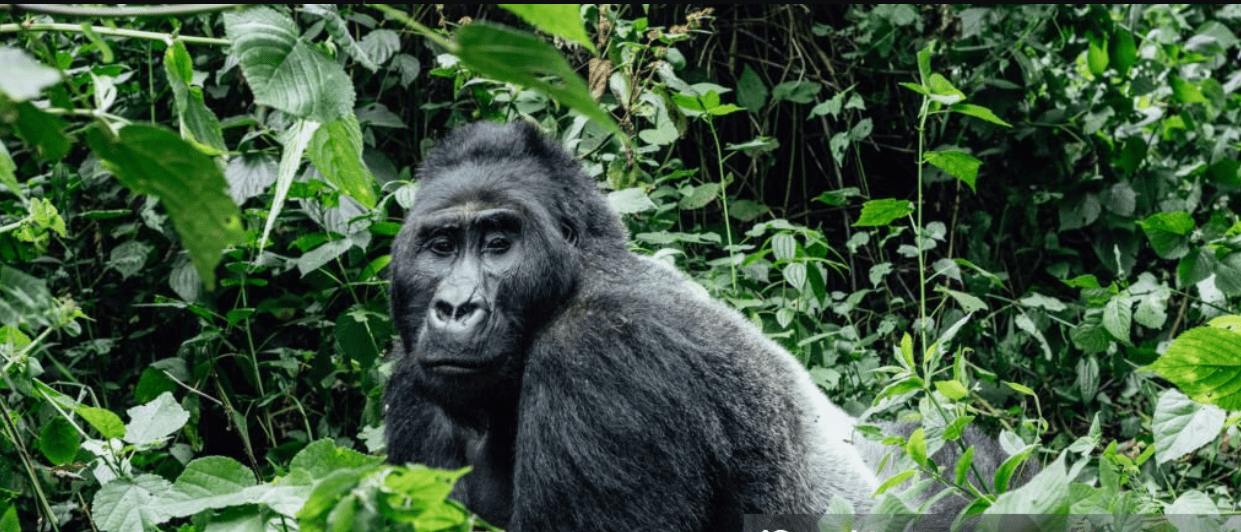 Budget gorilla trekking in Bwindi and Virunga – affordable Uganda & Congo safaris.