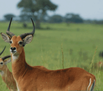 Budget Safaris in Uganda – Best Deals