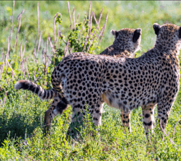 Are There Cheetah Tracking Tours in Tanzania?