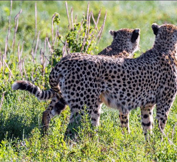 Are There Cheetah Tracking Tours in Tanzania?