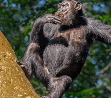 Where to See Chimpanzees in Tanzania’s Mahale Mountains: A Journey into the Wild