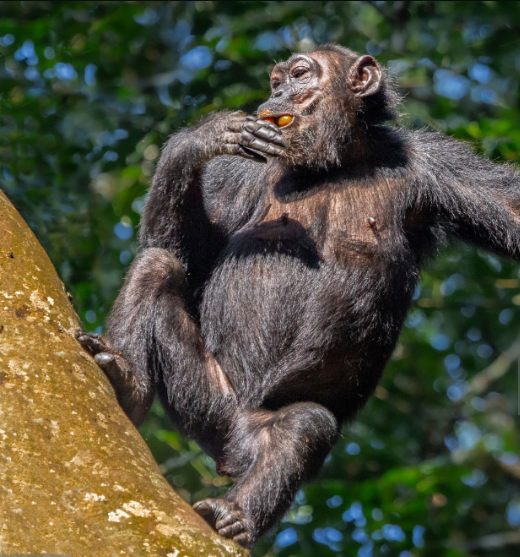 Where to See Chimpanzees in Tanzania’s Mahale Mountains: A Journey into the Wild