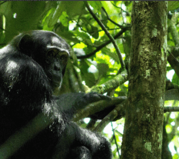 Chimpanzee Tracking in Kibale Forest Uganda: A Journey of Adventure, Resilience, and Self-Discovery