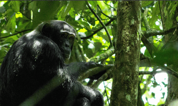 Chimpanzee Tracking in Kibale Forest Uganda: A Journey of Adventure, Resilience, and Self-Discovery
