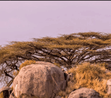 Serengeti safari adventure: 3 7 days for best wildlife viewing