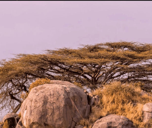Serengeti safari adventure: 3-7 days for best wildlife viewing