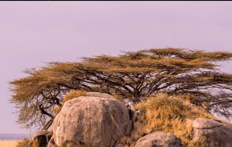 Serengeti safari adventure: 3-7 days for best wildlife viewing