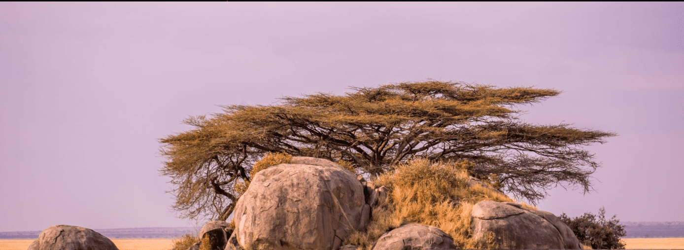 Serengeti safari adventure: 3-7 days for best wildlife viewing