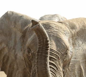 Tanzania's remote Southern vs  popular Northern safari wildlife scenes