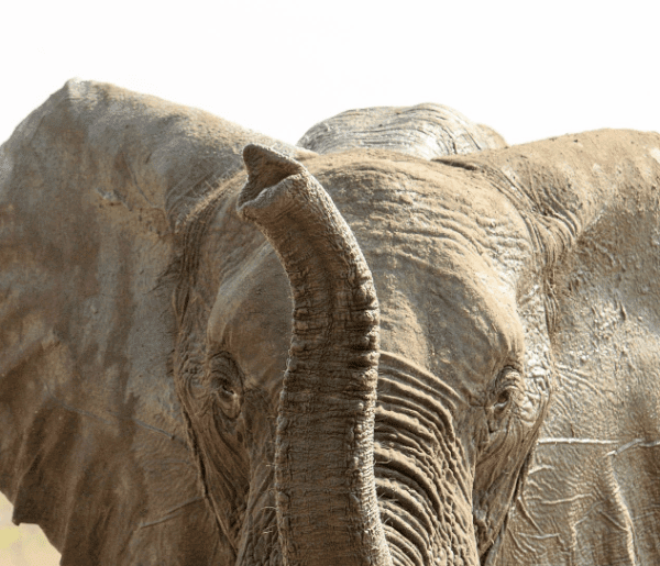 Tanzania's remote Southern vs. popular Northern safari wildlife scenes