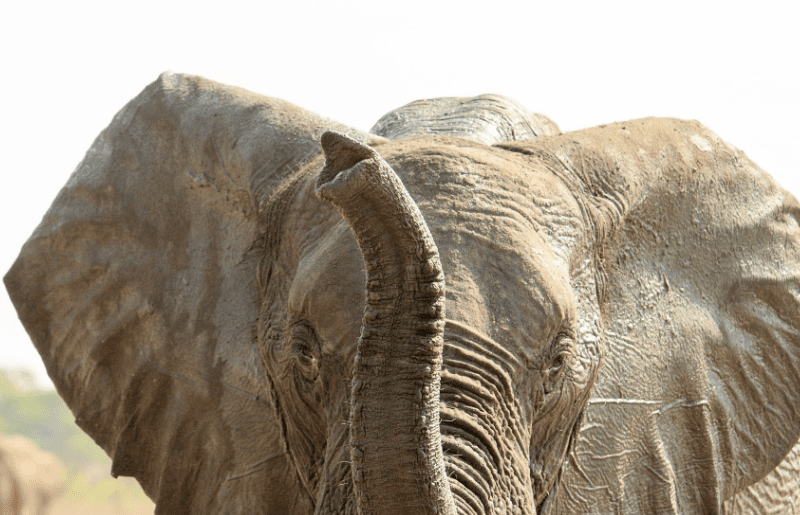 Tanzania's remote Southern vs. popular Northern safari wildlife scenes