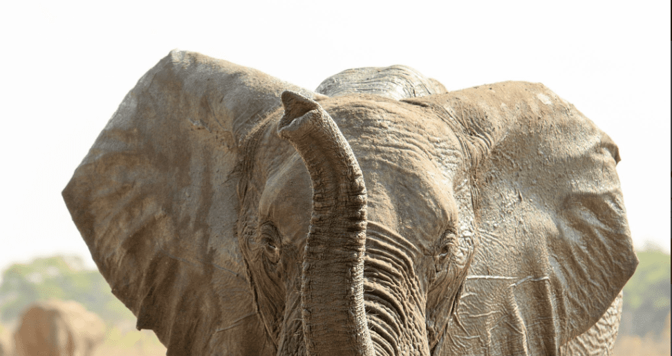 Tanzania's remote Southern vs. popular Northern safari wildlife scenes