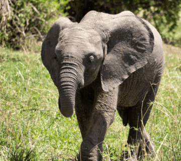 Wildebeest migration in Serengeti during June to October safari season