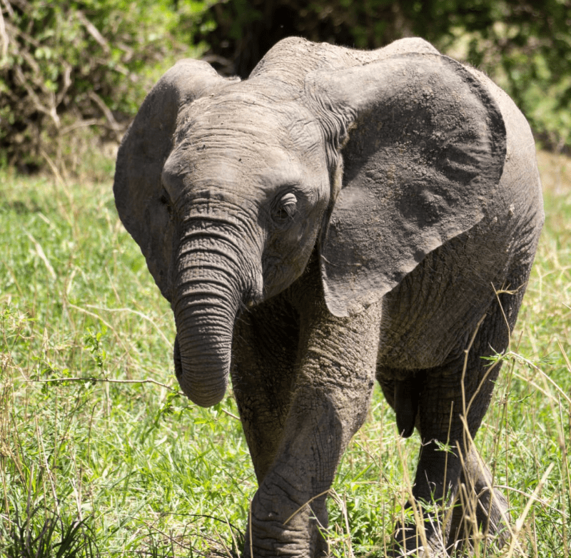 Wildebeest migration in Serengeti during June to October safari season