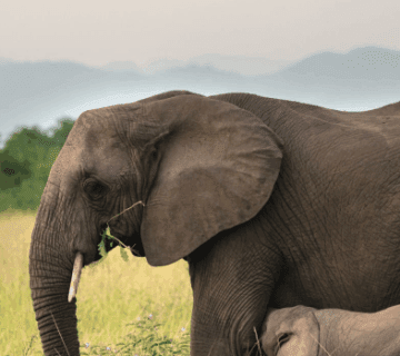 How Close Can You Get to Elephants in Uganda’s Parks?