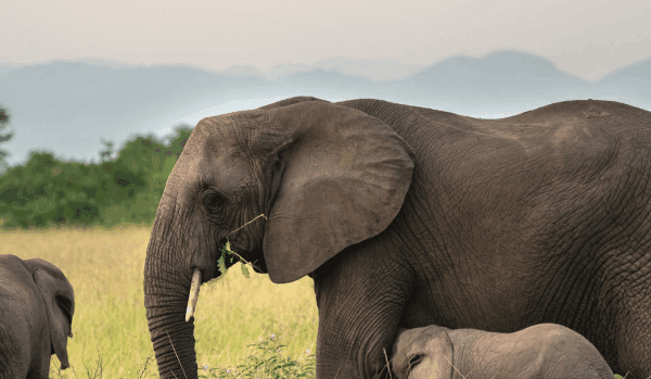 How Close Can You Get to Elephants in Uganda’s Parks?