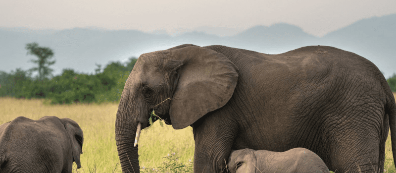 How Close Can You Get to Elephants in Uganda’s Parks?