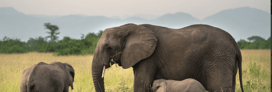 How Close Can You Get to Elephants in Uganda’s Parks?