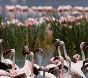 Best Time to See Flamingos in Kenya’s Lake Nakuru