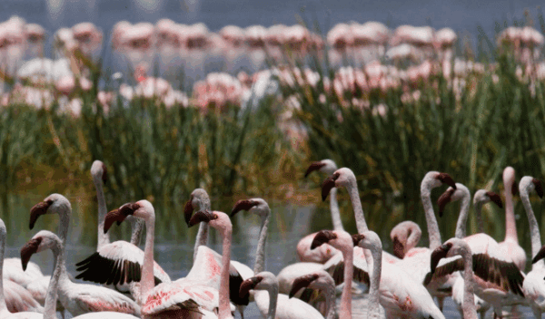 Best Time to See Flamingos in Kenya’s Lake Nakuru