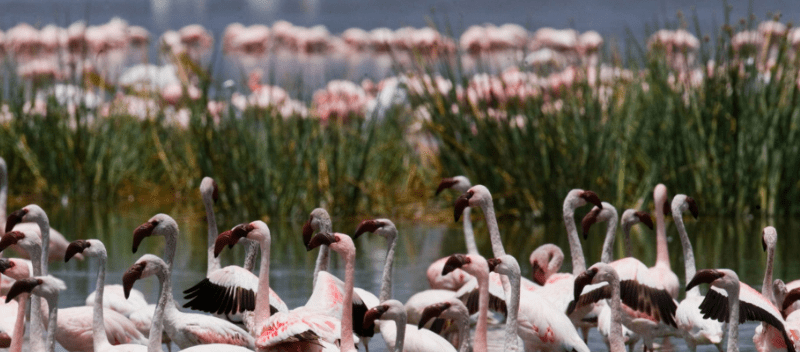 flamingo-birds-in-kenya Best Time to See Flamingos in Kenya’s Lake Nakuru
