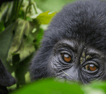 Tourists trekking to see mountain gorillas in Bwindi Impenetrable Forest with guides