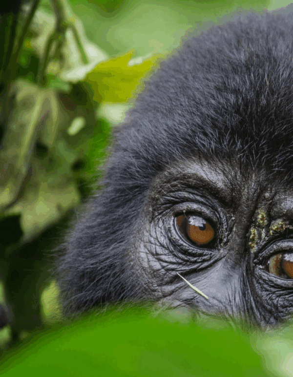 Tourists trekking to see mountain gorillas in Bwindi Impenetrable Forest with guides
