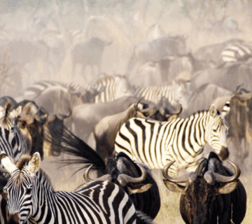 Wildebeest herds crossing Mara River in Serengeti during August to September migration 