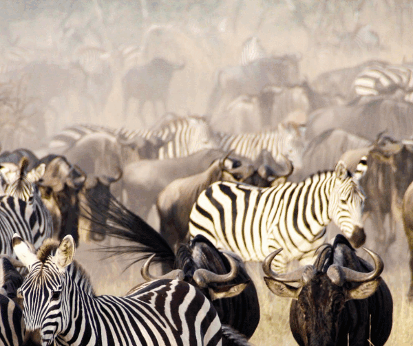 Wildebeest herds crossing Mara River in Serengeti during August to September migration.