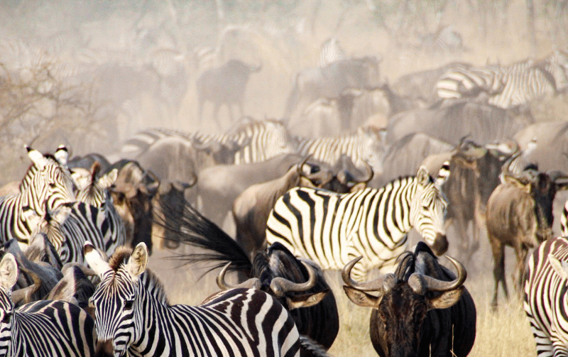 Wildebeest herds crossing Mara River in Serengeti during August to September migration.