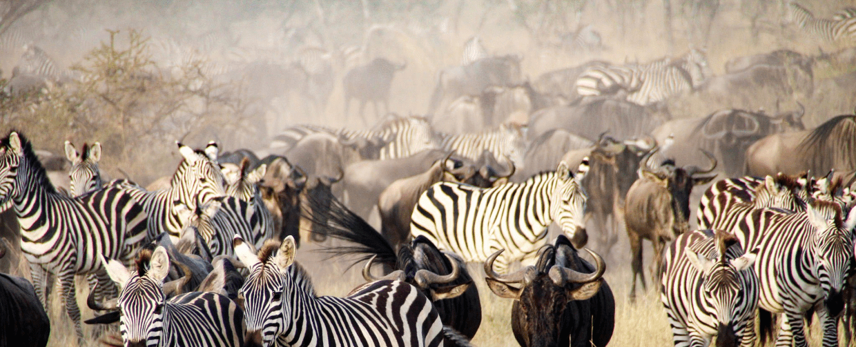 Wildebeest herds crossing Mara River in Serengeti during August to September migration.